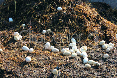 goose eggs on the heap of the dung