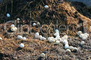 goose eggs on the heap of the dung