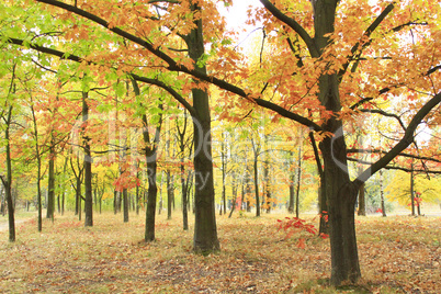 autumn park with oaks and maples in yellow trees