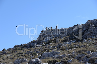 Gänsegeier auf Kreta