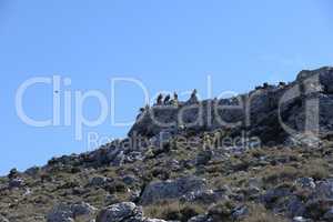 Gänsegeier auf Kreta