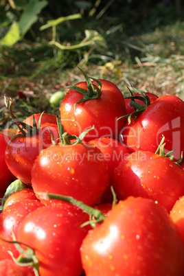 ripe red tomatoes