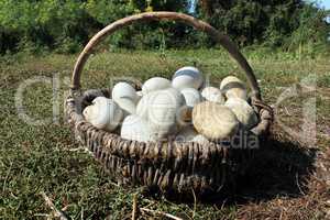 goose eggs in the basket on the grass
