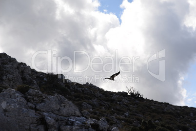 Gänsegeier auf Kreta