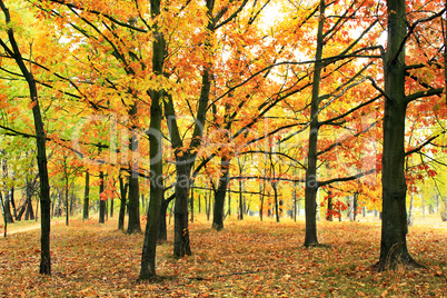 autumn park with oaks and maples in yellow trees