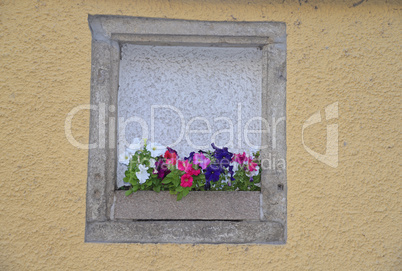 Blumenfenster