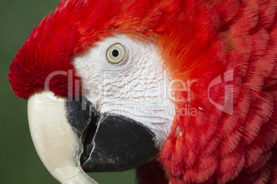 Red macaw portrait  (ara macao)