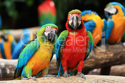 Couple Scarlet macaw and Blue-and-yellow macaw (Ara ararauna