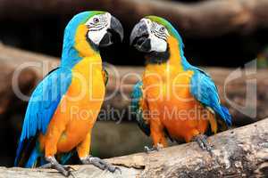 Couple blue-and-yellow macaws (Ara ararauna)