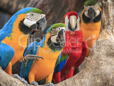 Colorful macaws perching on a wood.