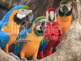 Colorful macaws perching on a wood.