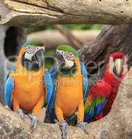 Colorful macaws perching on a wood.