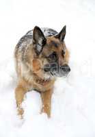 A German shepherd lays on the white snow close-up photographed