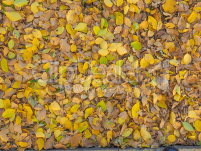 Autumn leaves background