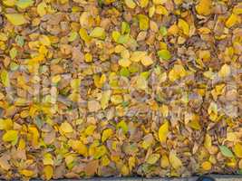 Autumn leaves background