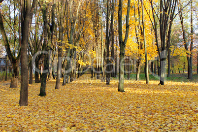 Autumn park with trees and yellow leaves