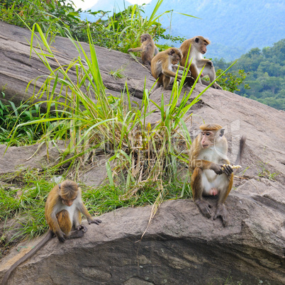family of wild monkeys on the ledge