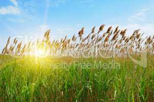 thicket of reeds over blue sky background