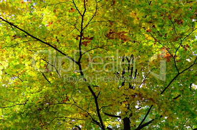 anfang herbst im wald