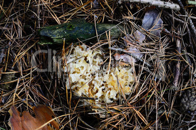 kleine krause glucke pilz im nadelboden