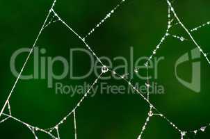 spinnennetz mit tropfen und sonnenstrahlen