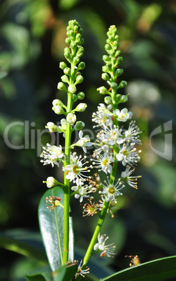 Kirschlorbeer (Prunus laurocerasus)