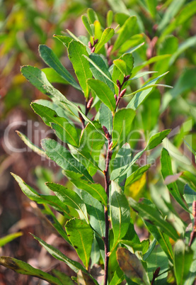 Gagelstrauch (Myrica gale)