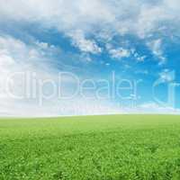 Pea field and blue sky