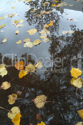 Autumn reflection