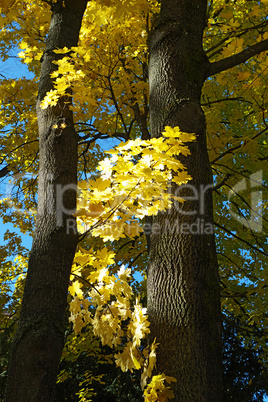 Autumn Forest