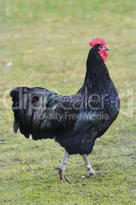 Australorp