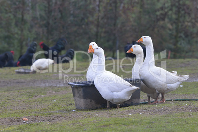 Hausgänse