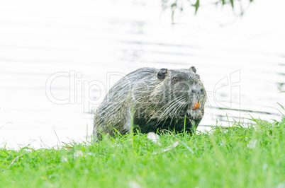 Nutria