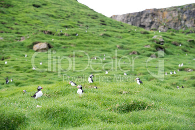 Atlantic puffin, Fratercula arctica