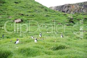 Atlantic puffin, Fratercula arctica