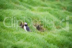 Atlantic puffin, Fratercula arctica