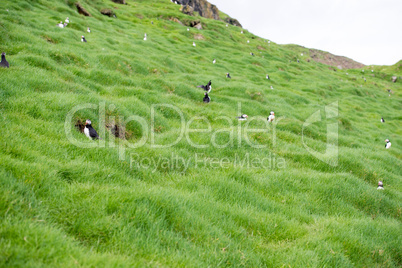 Atlantic puffin, Fratercula arctica