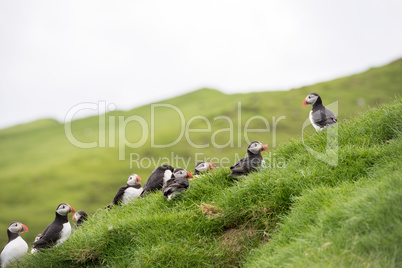 Atlantic puffin, Fratercula arctica