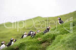 Atlantic puffin, Fratercula arctica