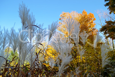 Tall grass and yellow leafs.