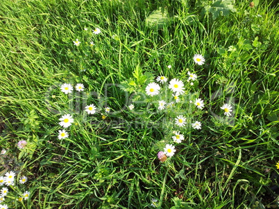 chamomile at dry sunny day