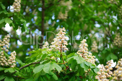 chestnut at spring