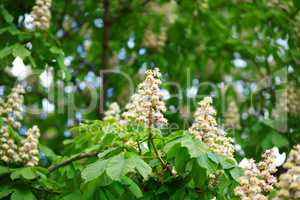 chestnut at spring