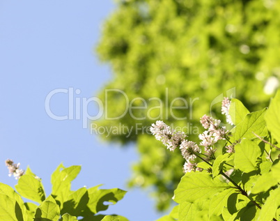 lilac at spring