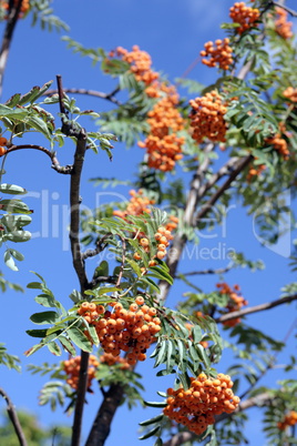 ashberry with leafs on sky background, september