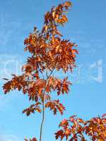 red maple at autumn
