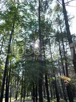 coniferous forest in city park