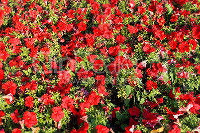 red little flowers