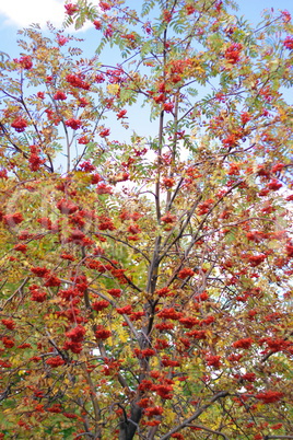 ashberry at dry sunny day