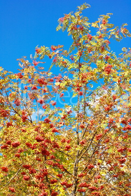 ashberry at dry sunny day